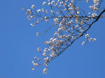 0968_615s200324.jpg