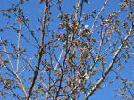 0977_ks35s200324.jpg