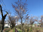0979_ks36s200324.jpg