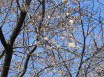 0987_606s200324.jpg