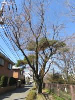 0989_605s200324.jpg