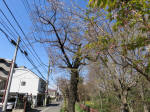 1010_590s200324.jpg