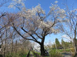 1020_464s200324.jpg