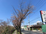 1032_453s200324.jpg