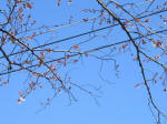 1060_445s200324.jpg