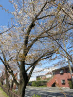 1077_439s200324.jpg