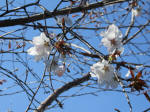 1105_kn11s200324.jpg