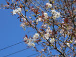 1111_425s200324.jpg