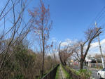 1113_kn8s200324.jpg
