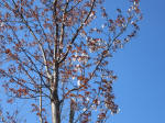 1114_kn8s200324.jpg