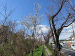 1129_kn4s200324.jpg