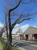 1132_417s200324.jpg
