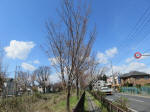 1161_n13s200324.jpg