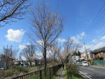 1164_n12s200324.jpg