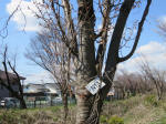 1169_n11s200324.jpg