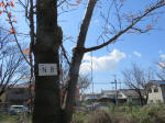 1181_n8s200324.jpg