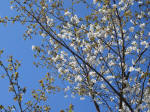 1198_kn30s200324.jpg