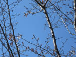 1235_n50s200324.jpg