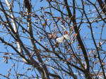 IMG_1242_n48s200324.jpg
