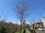 1259_n41s200324.jpg