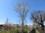 1305_kn37s200324.jpg