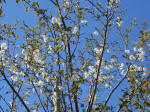 1306_kn37s200324.jpg
