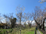 1341_kn50s200324.jpg