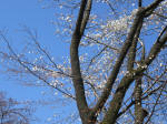 1424_289s200324.jpg