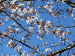 1430_285s200324.jpg