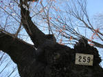 1468_259s200324.jpg