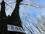 1476_248s200324.jpg