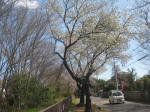2873_948s200324..jpg