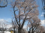 IMG_2944_857s200324.jpg