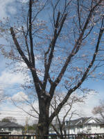 2946_856s200324.jpg