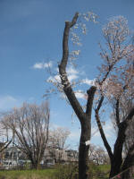 2948_855s200324.jpg