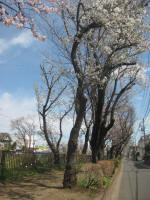 2961_843s200324.jpg