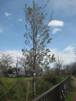 2984_ks47s200324.jpg