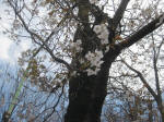2999_796s200324.jpg