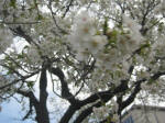 3001_796s200324.jpg