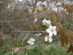 3003_ks1s200324.jpg