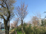 1626_s24s200326.jpg