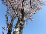 1655_s8200326.jpg