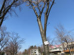 1667_s4s200326.jpg