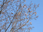 IMG_1684_680s200326.jpg