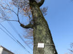 1703_701s200326.jpg