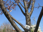1743_s21s200326.jpg