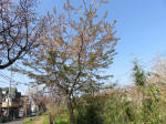 1747_s20s200326.jpg