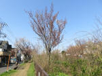 1750_s19s200326.jpg