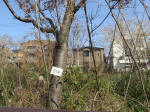 1752_s19s200326.jpg
