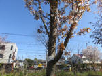 1770_s1s200402.jpg